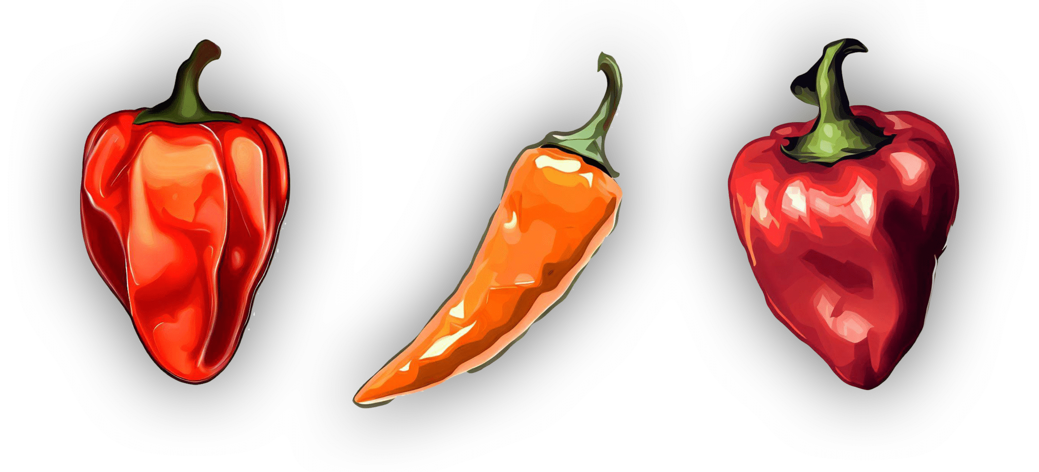 Three colorful spicy peppers illustration.