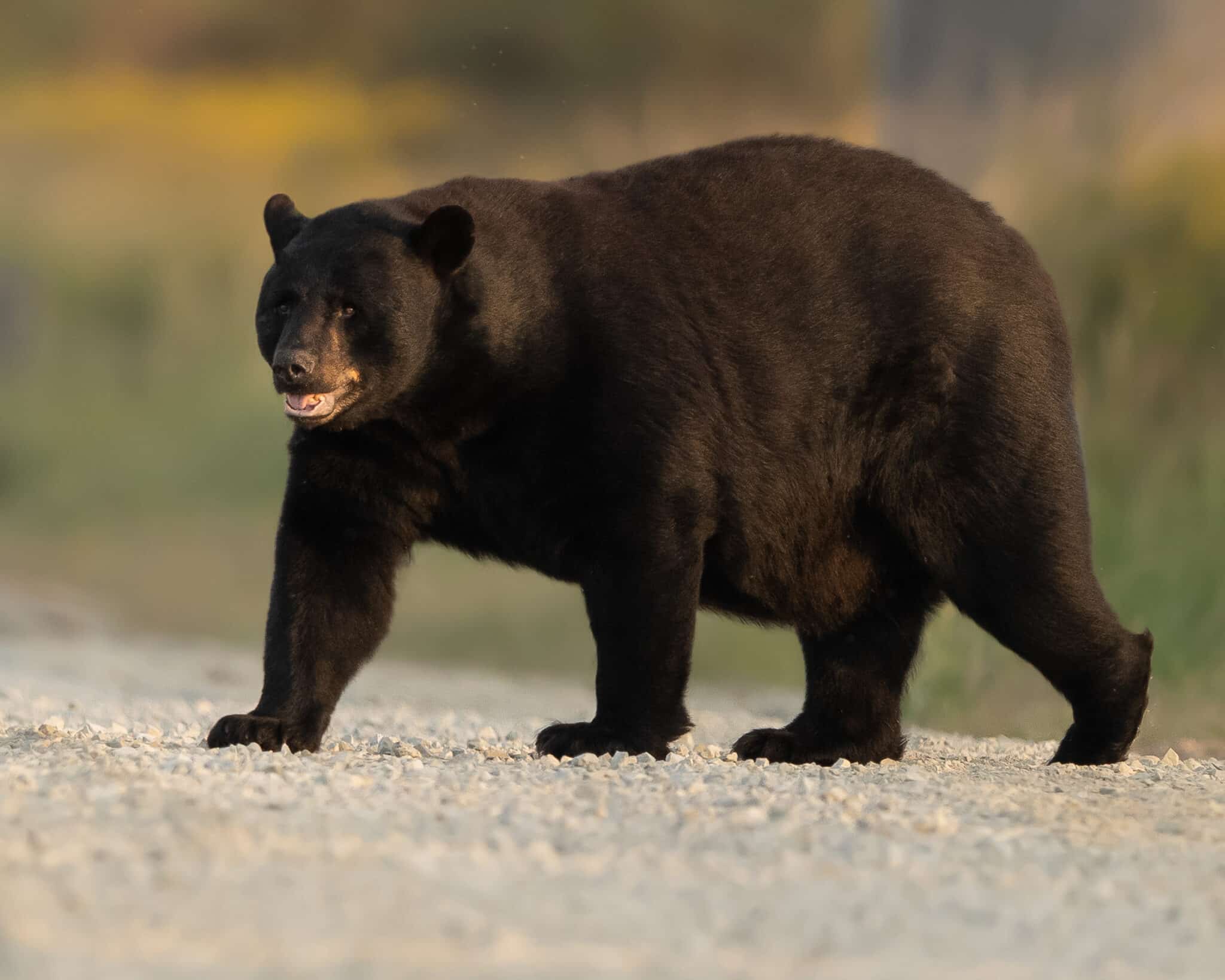Large black bear crossing a rural road.