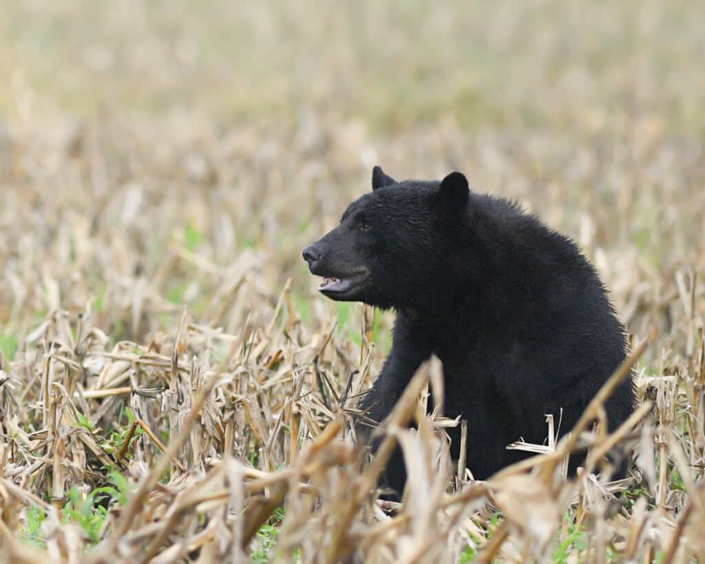 Black bear sitting in a field of crops.