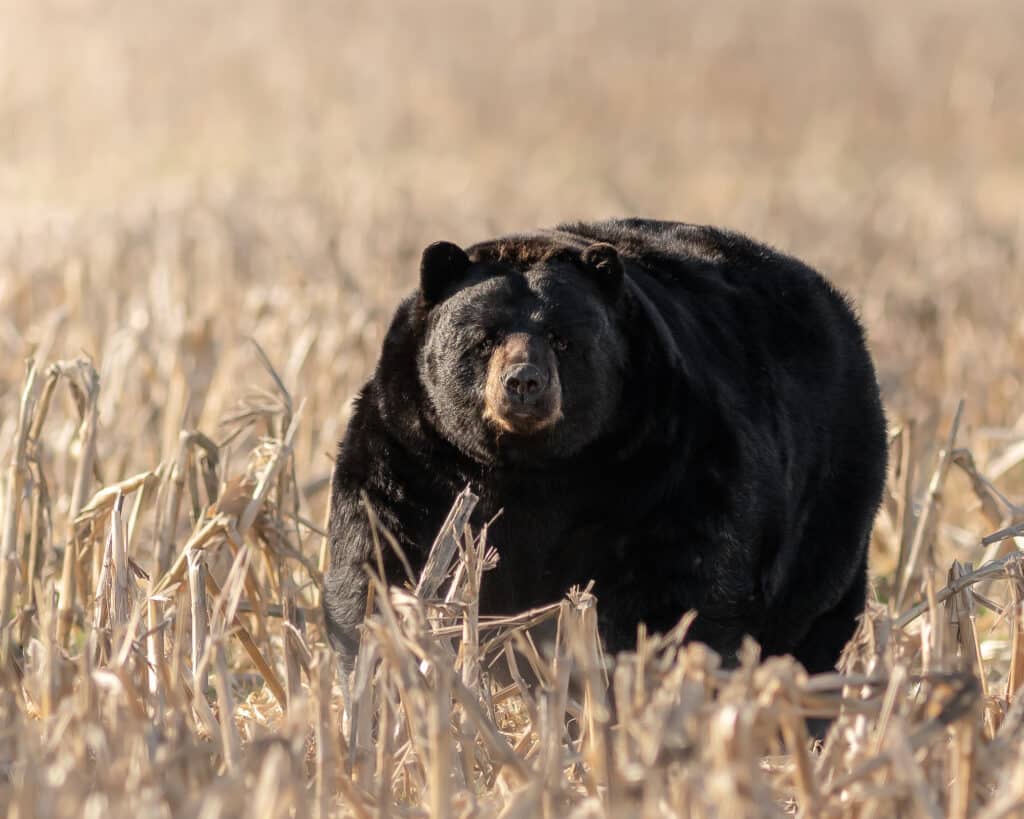 An extremely fat bear in a crop field.