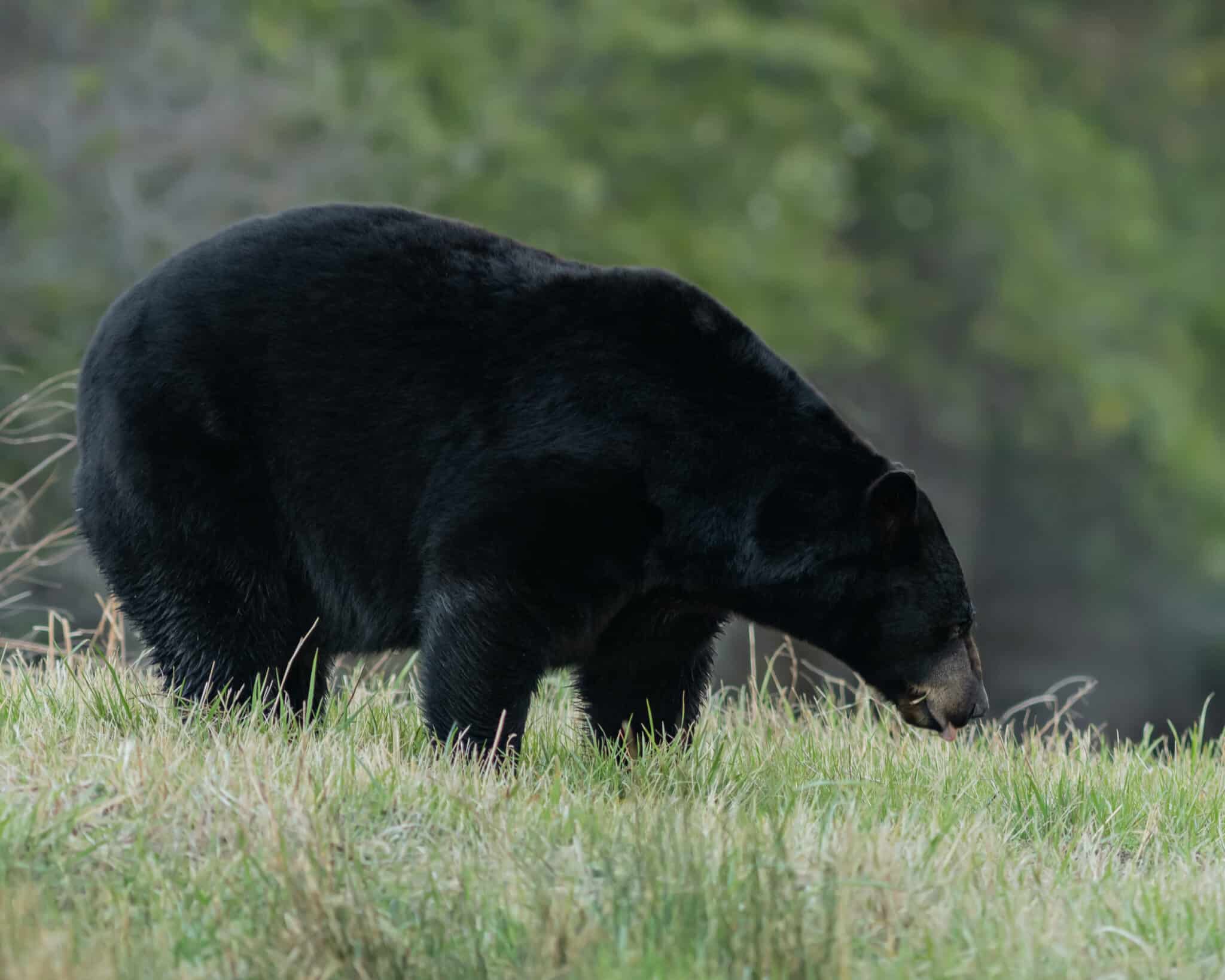 A black bear in the meadow eating a snack.