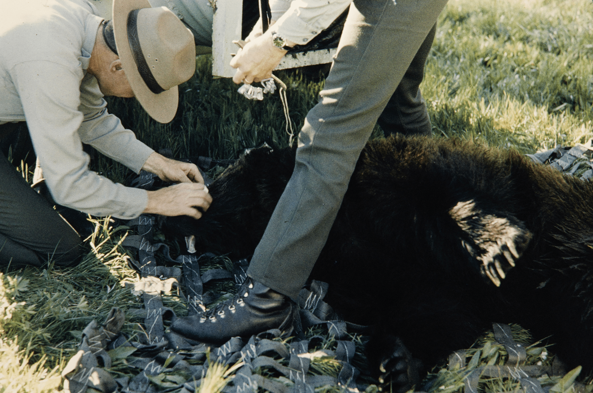 A habituated bear is dealt with by a team of rangers.