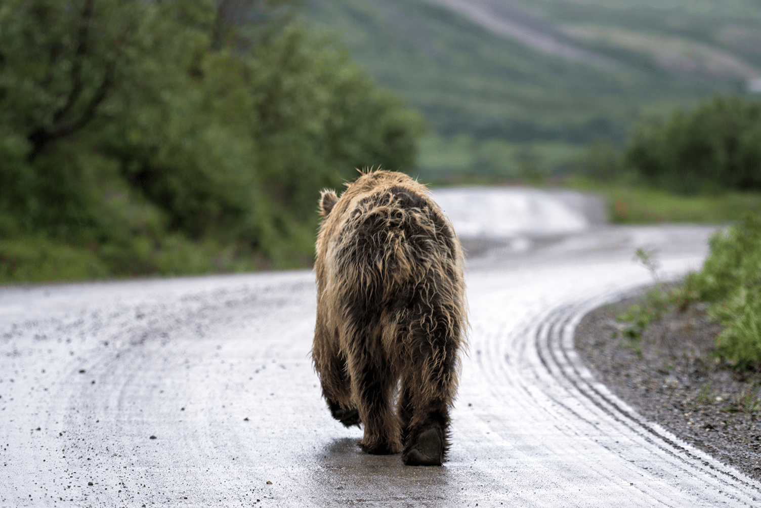 A grizzly bear walks down a road away form the camera.