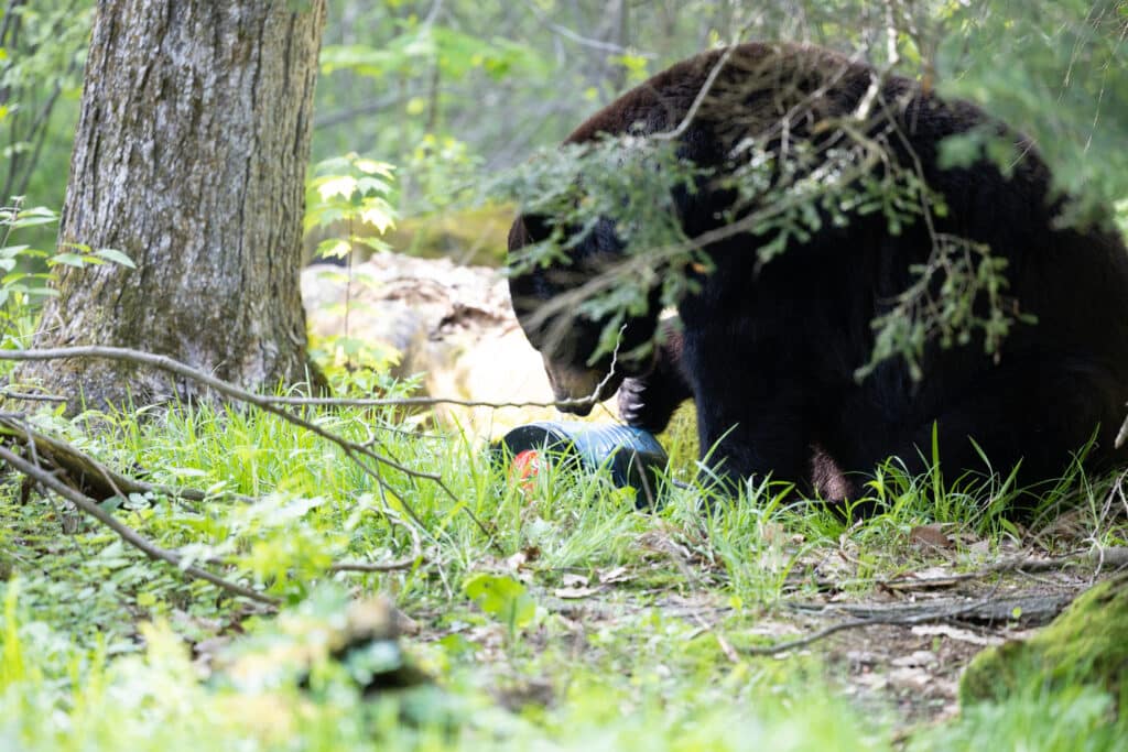 A bear sits in a some shrubs and tries to open a bear canister.