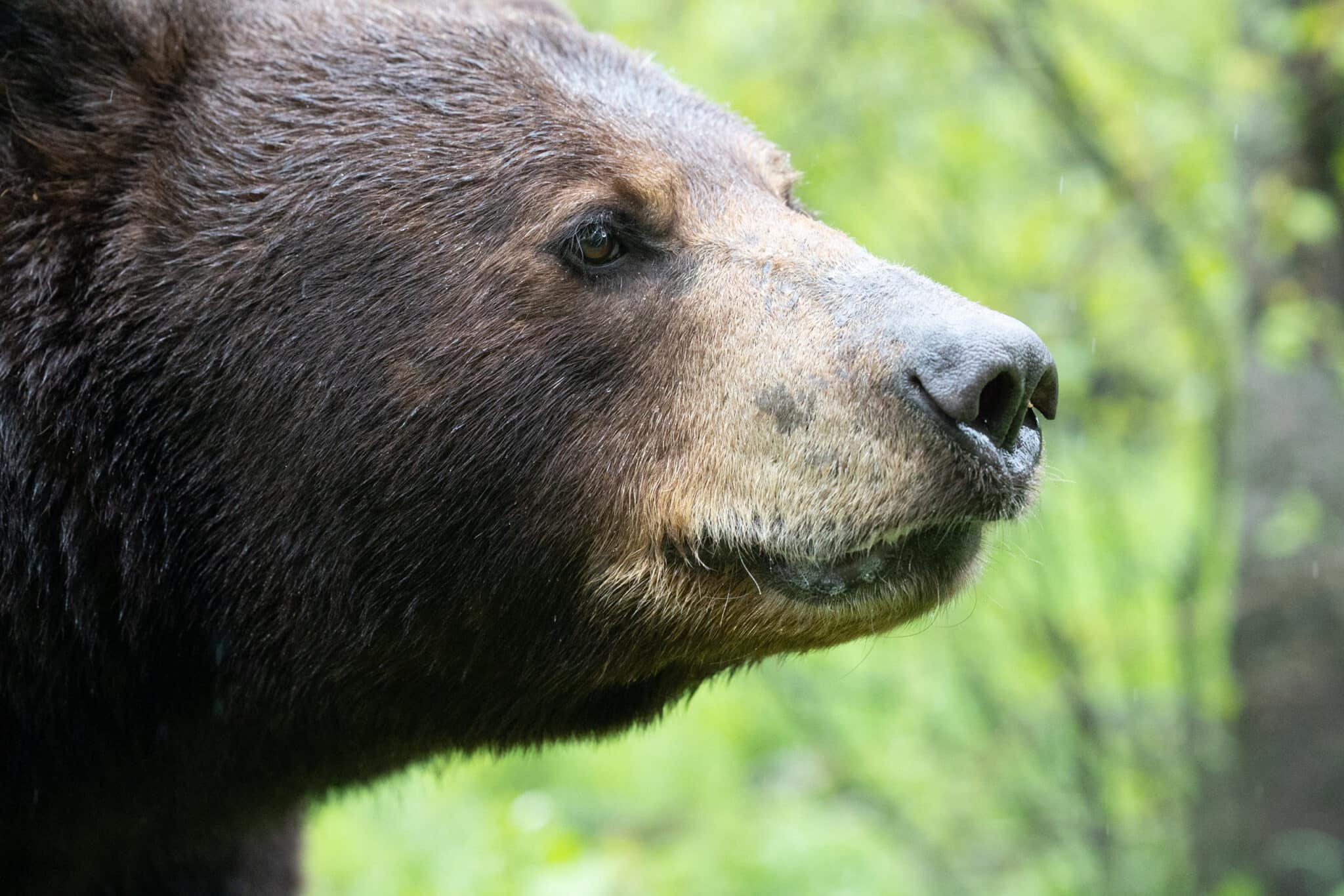A close-up shot of a black bear in Wisconsin.