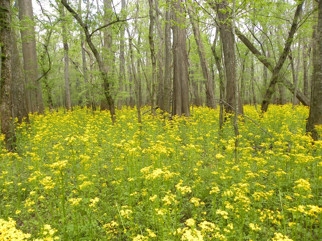 A field of Butterweed growing in Congaree National Park