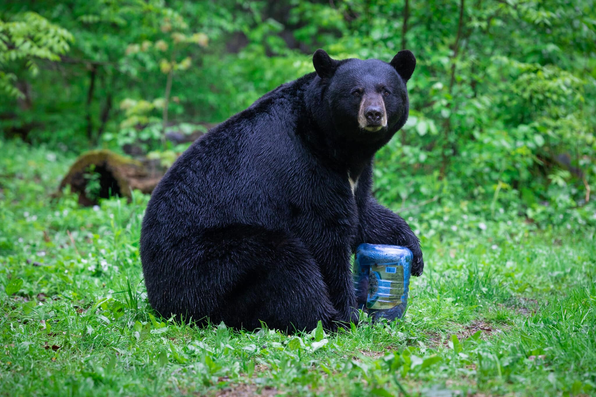 A black bear stares at the camera while trying to open a BearVault canister.