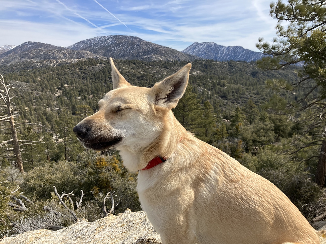 A picture of a dog on a rock in Angeles National Forest.