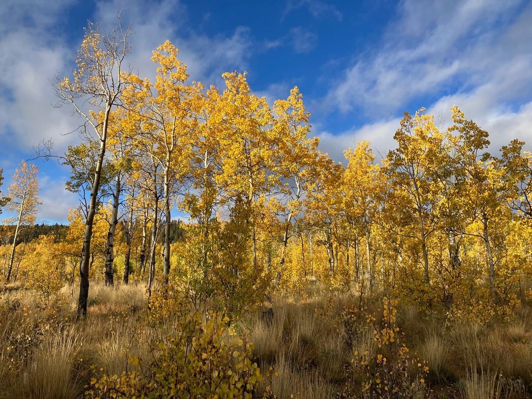 A glade of aspen trees in Colorado.