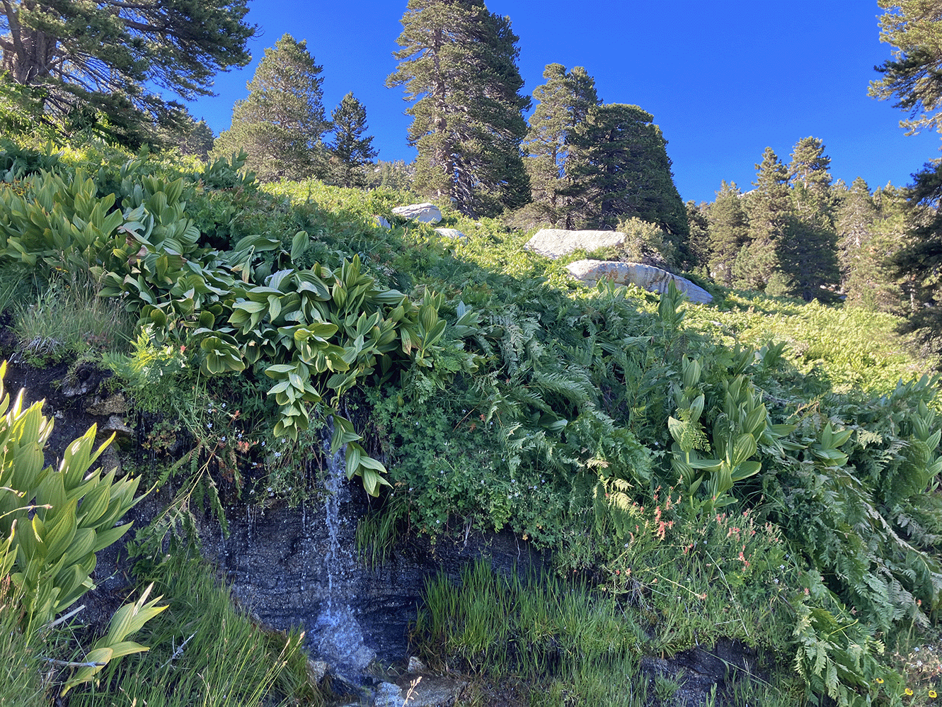 A small snowmelt waterfall on the slopes of Mt. San Jacinto.