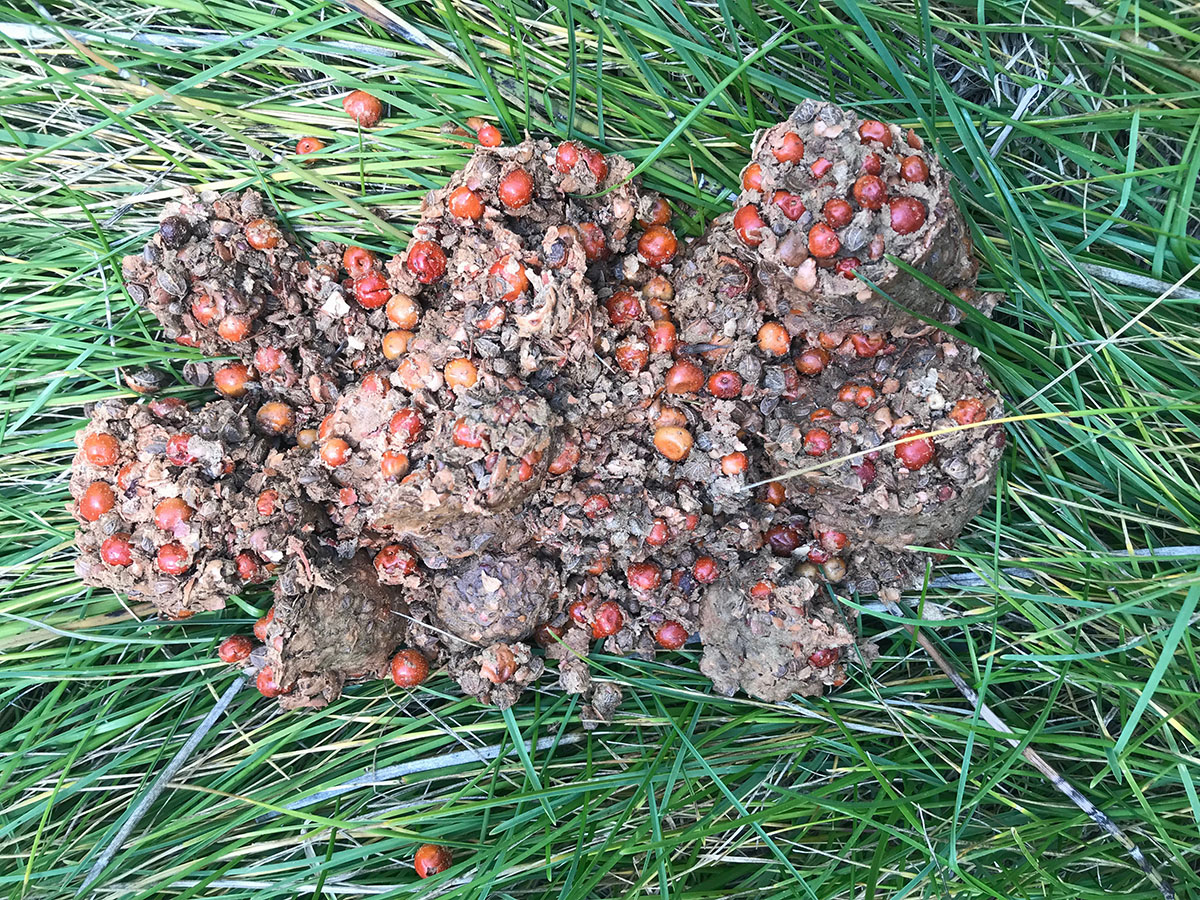 An image of black bear scat with berries.