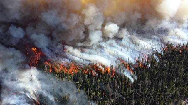 A large forest is burned by an encroaching wildfire.