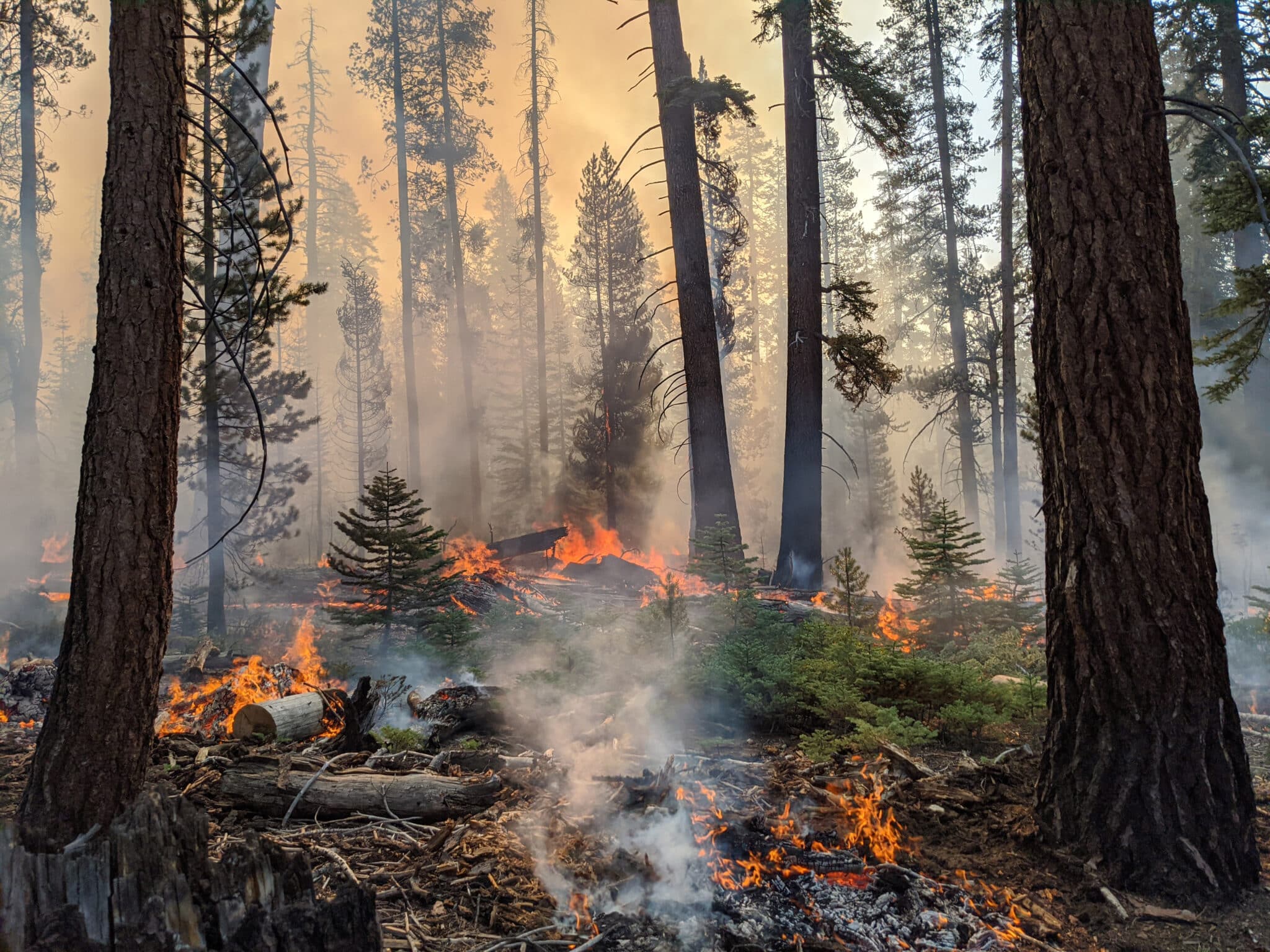 A fire spreads through Sequoia National Park