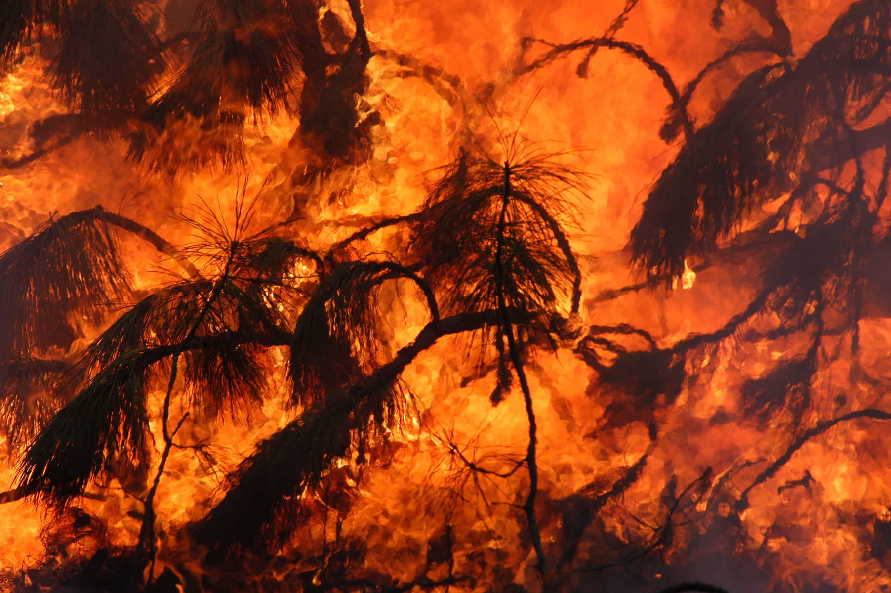 A close-up of a wildfire burning through a pine tree.