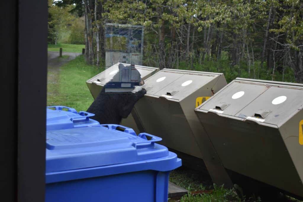A bear examines a bear-resistant garbage container.