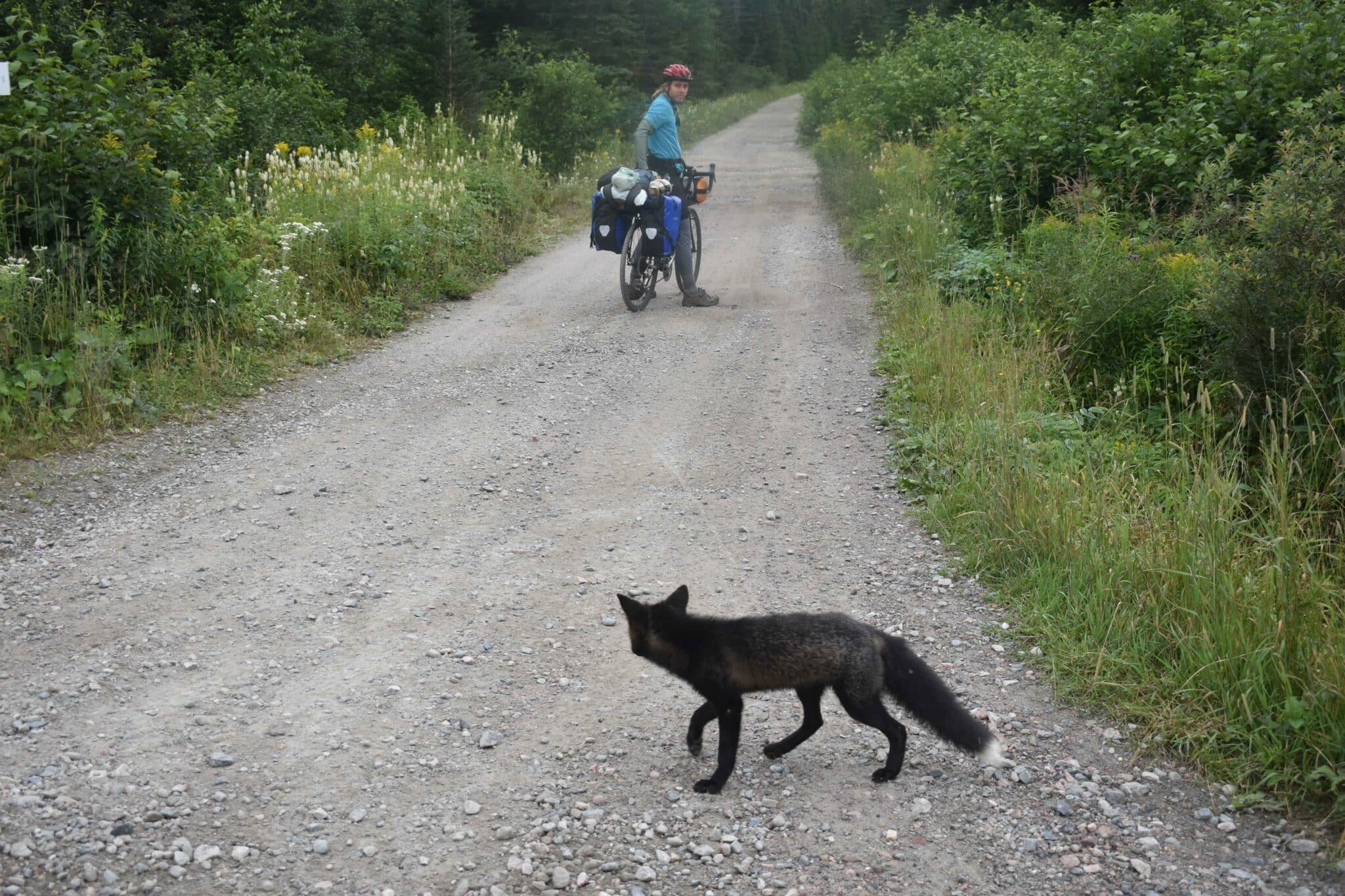A fox crosses a dirt road looking at a passing bikepacker.