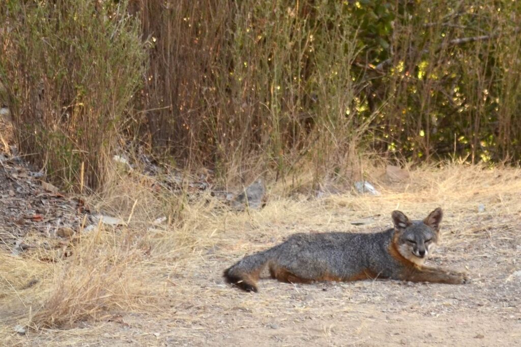 A fox looks at the camera while lying down