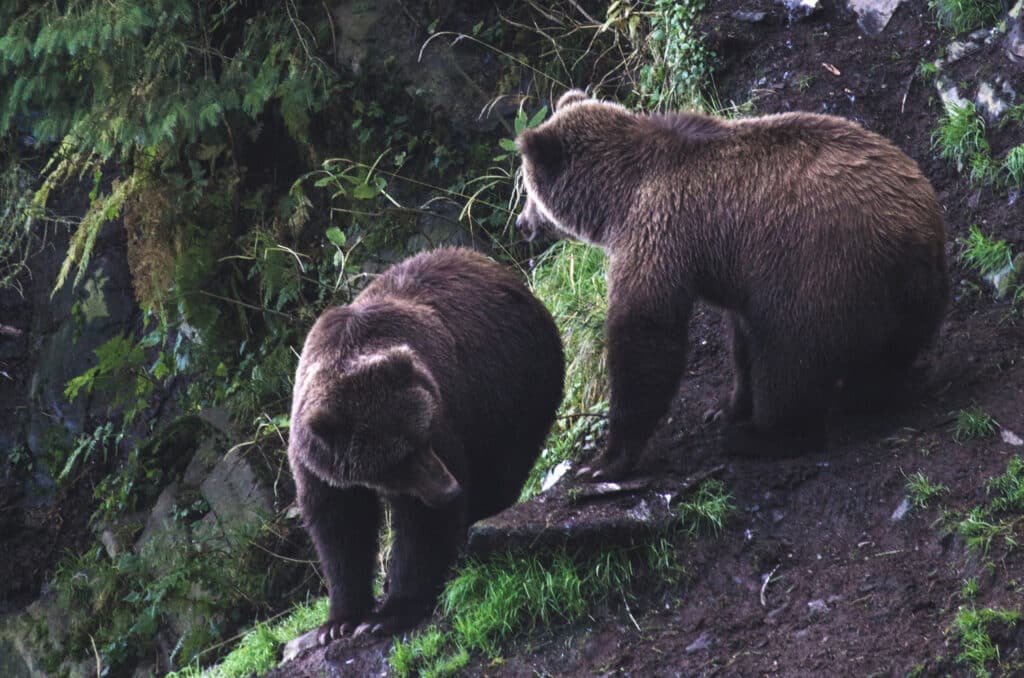 Two grizzly bears on a steep hillside