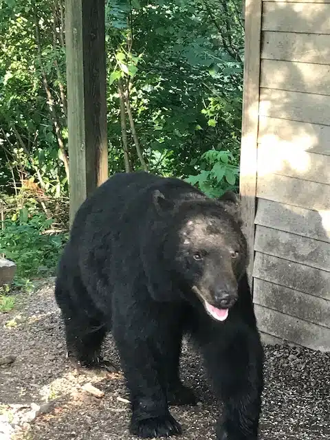 Run in with a an unwelcome visitor outside the cabin